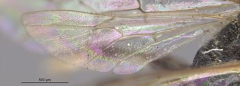 Media type: image;   Entomology 30460 Aspect: Wing hind